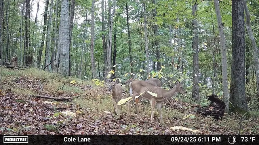 4655 Grassy Fork Road, Peebles, OH 45660 - Image #3