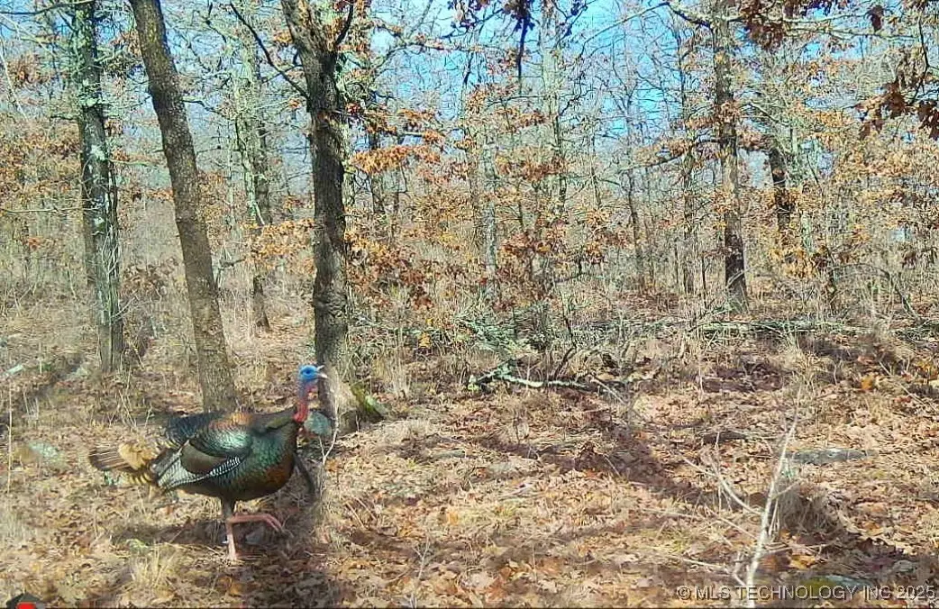 County Road 1170, Weleetka, OK 74880 - #1