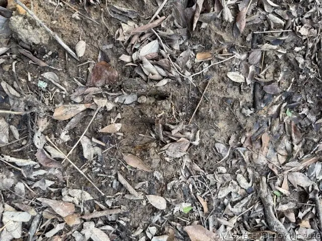 Bengal Road, Panola, OK 74559 - #3