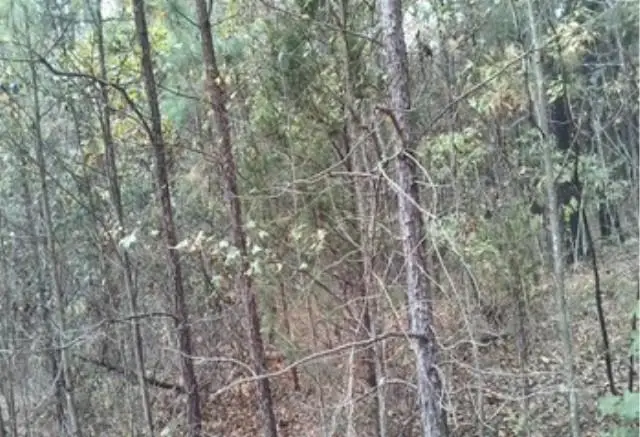 Fannie Mae Drive, Broken Bow, OK 74728 - #1