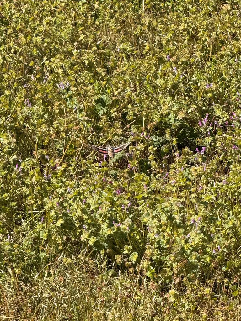 200 N Lakeview Street, Broken Bow, OK 74728 - #1