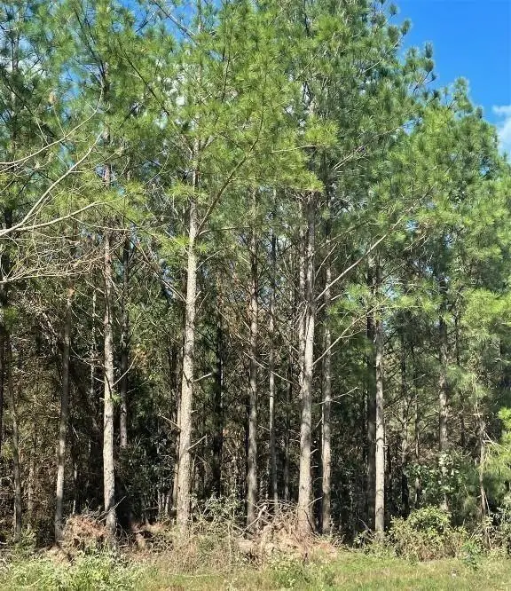 399 Camp Ranch Road, Broken Bow, OK 74728 - #3