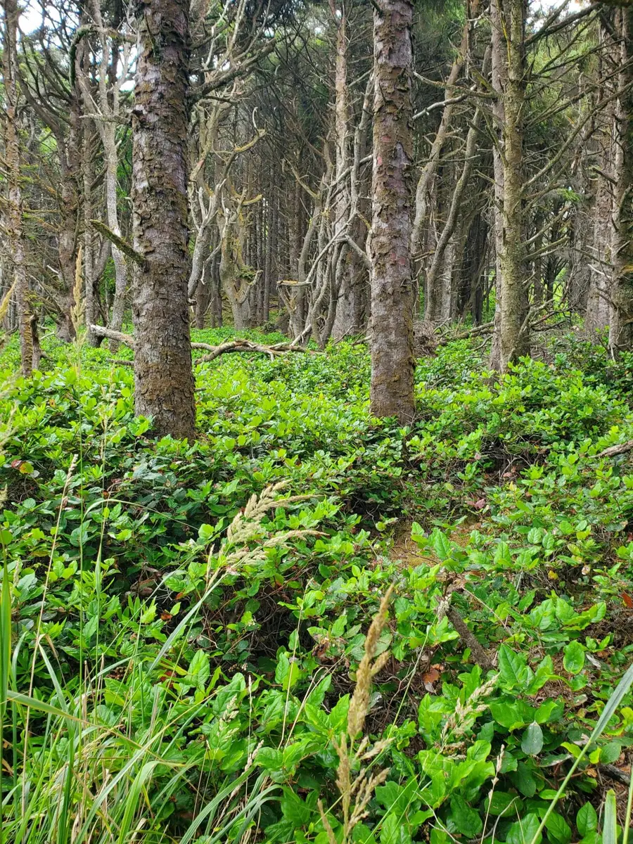 V/L Sandlake Rd., Cloverdale, OR 97112 - Image #3