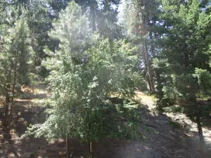 930 Wild Plum Drive, Klamath Falls, OR 97601 - #3