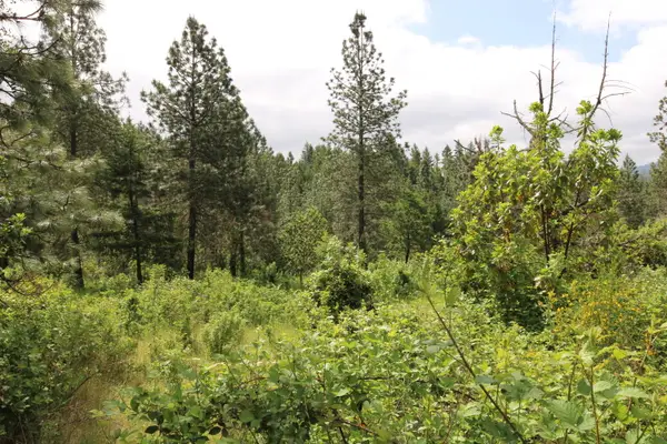 Cow Creek Road #100, Riddle, OR 97469