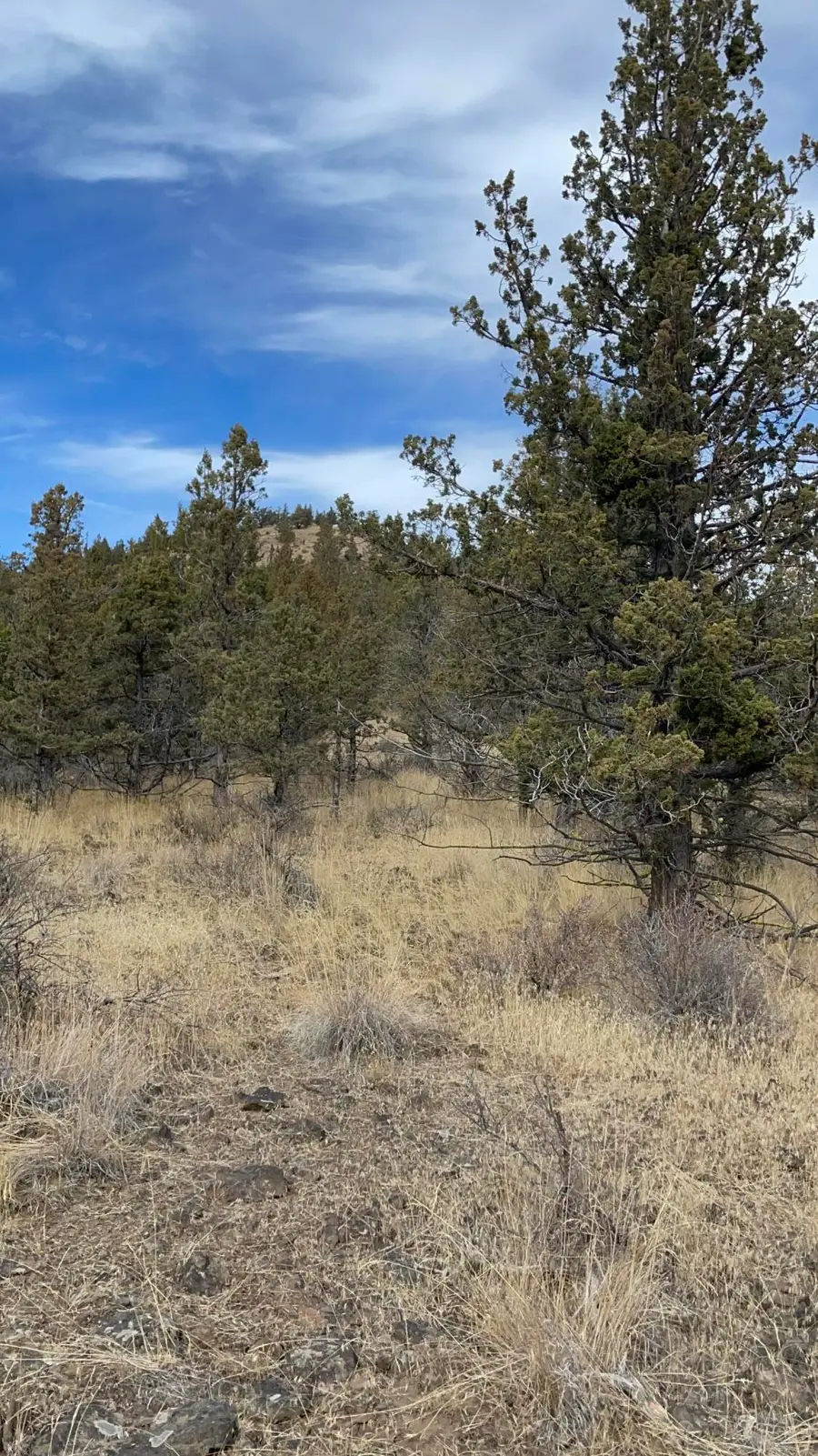 SE Simpson Road #TL205, Prineville, OR 97754 - #2