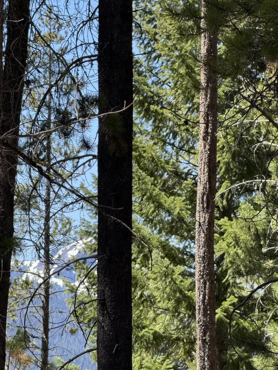 Siah Court #33, Crescent Lake, OR 97733 - #3