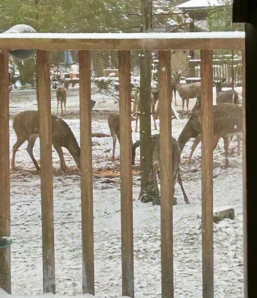 86 Birch Ln, Crown, PA 16220 - #3