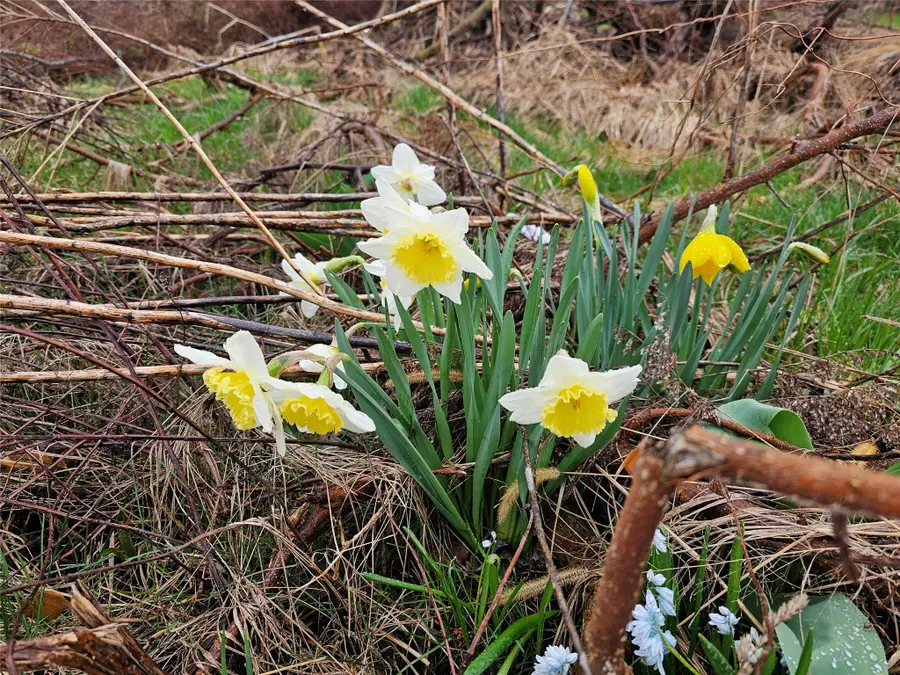 1231 Buffalo Road, Erie, PA 16503 - #3