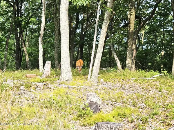 NR Lot 207 Little Bear Lane, Hazle Twp, PA 18202