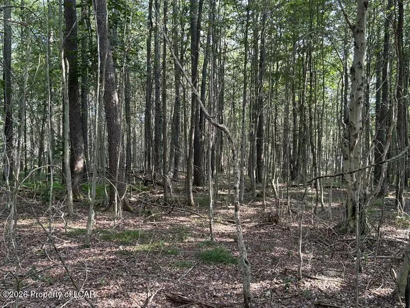 Bellasylva Road, Forkston, PA 18614 - #3