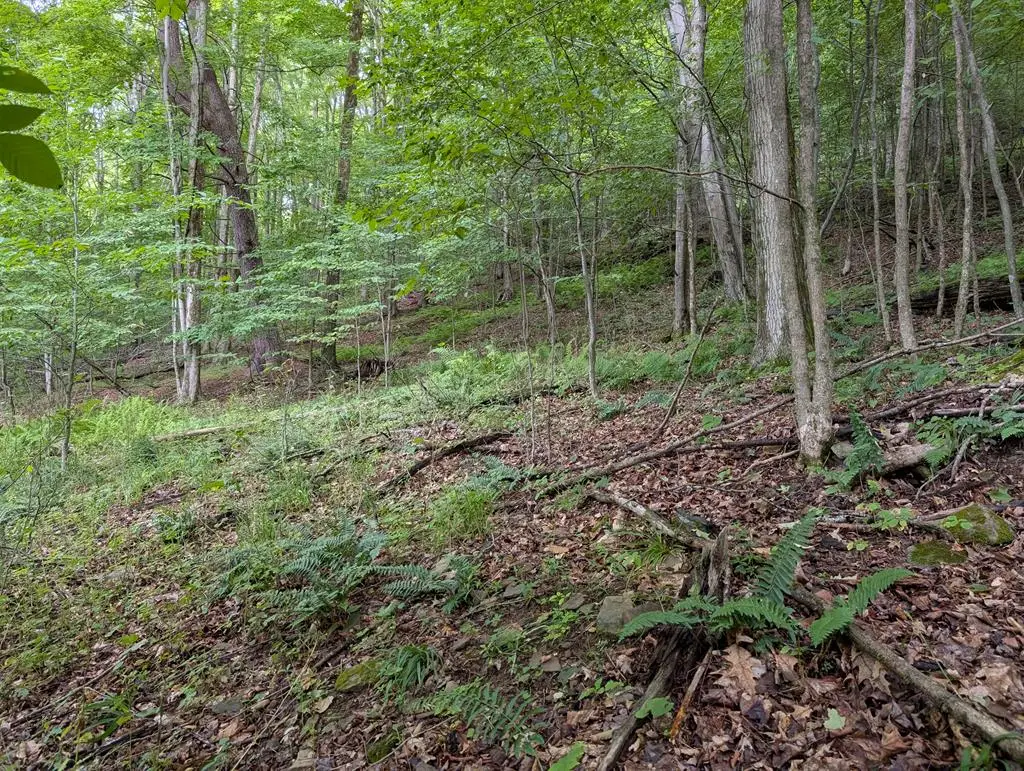 00 Rose Lake Road, Coudersport, PA 16915 - #1