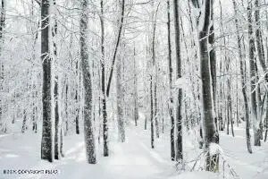 00 W Ridge Drive, Newfoundland, PA 18445 - #2