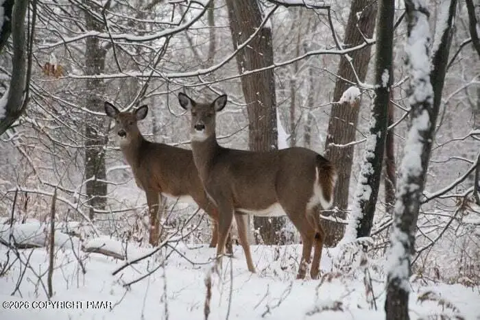 Maccauley Road, Albrightsville, PA 18210 - Image #1