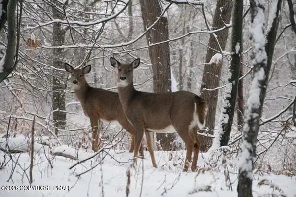 Maccauley Road, Albrightsville, PA 18210