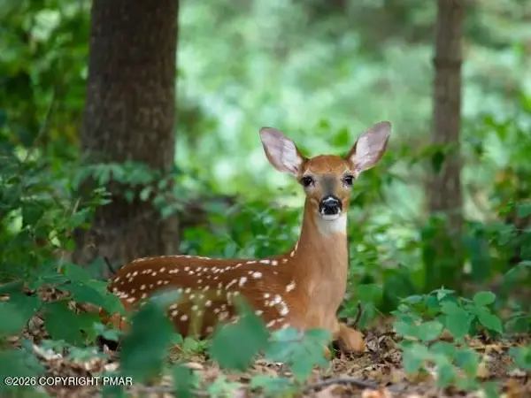 Lot 4 & 5 Gold Key Road, Milford, PA 18337