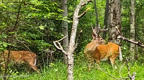 3222 Racoon Lane, Gouldsboro, PA 18424