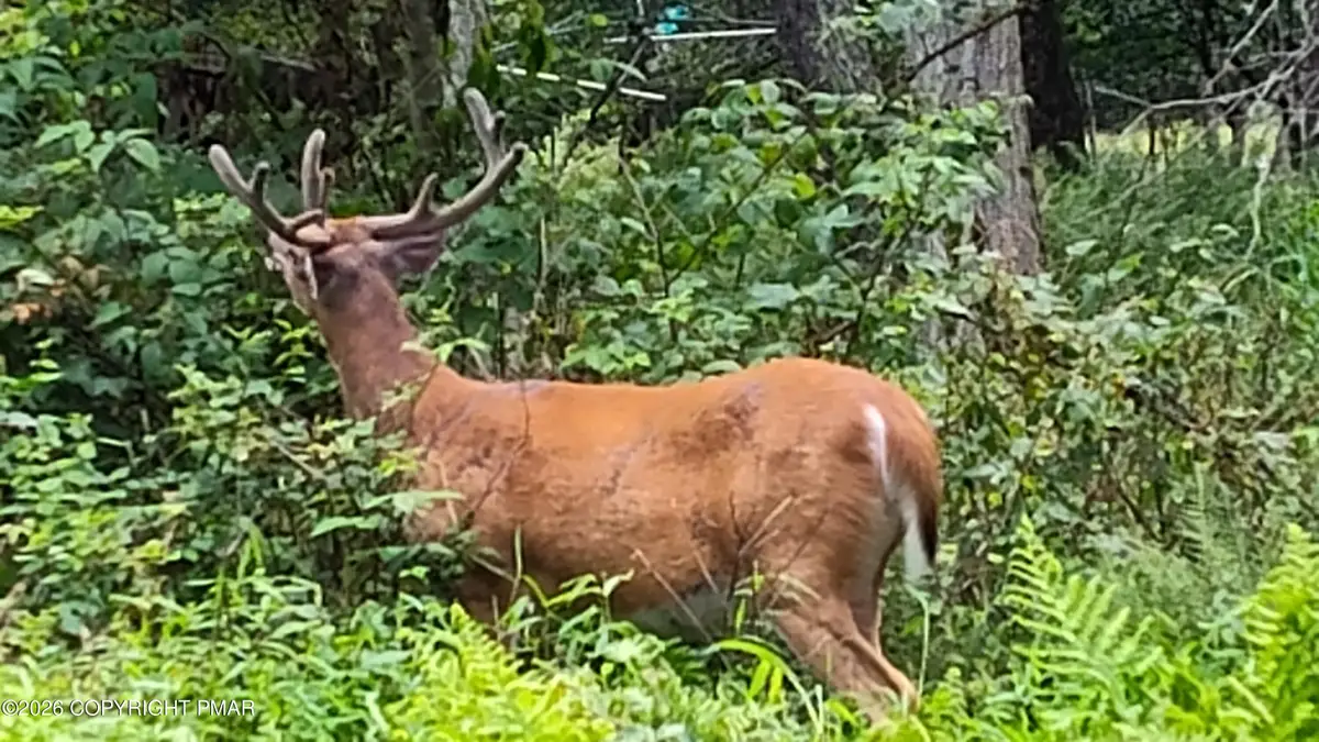 Arline Ln, Cresco, PA 18326 - #1