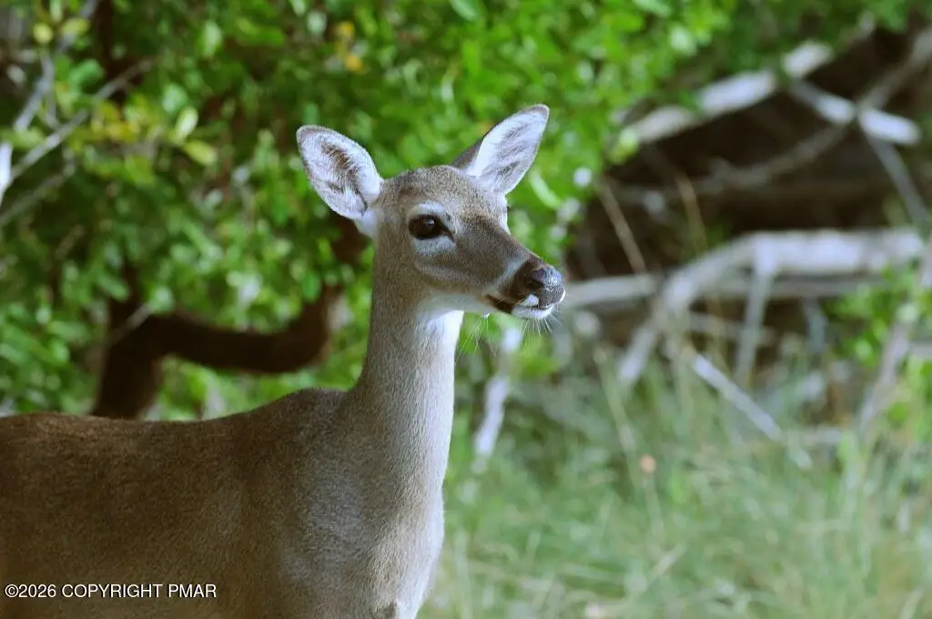 Horace Way & Parker Trail, Albrightsville, PA 18210 - #1