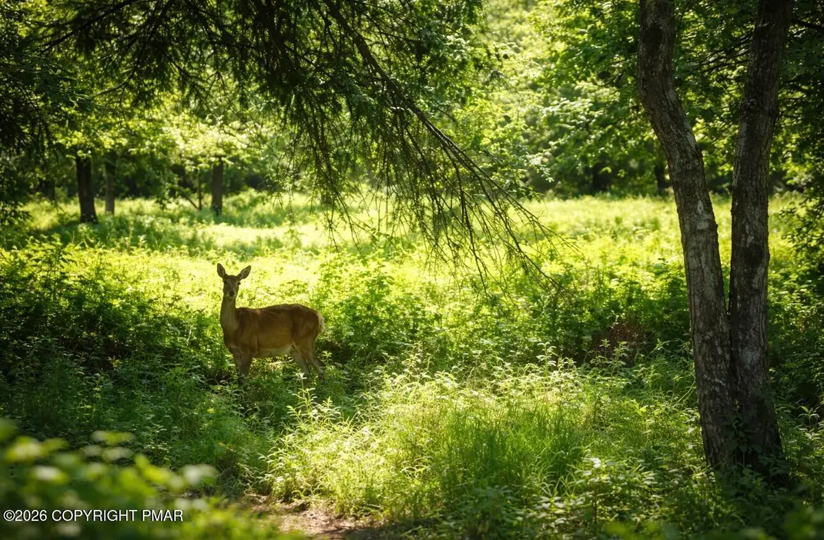 Wintergreen Trail, Albrightsville, PA 18210 - #1