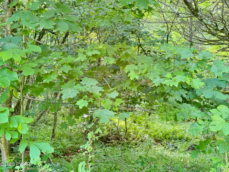 Murphy Hill Road, Pleasant Mount, PA 18453 - #3