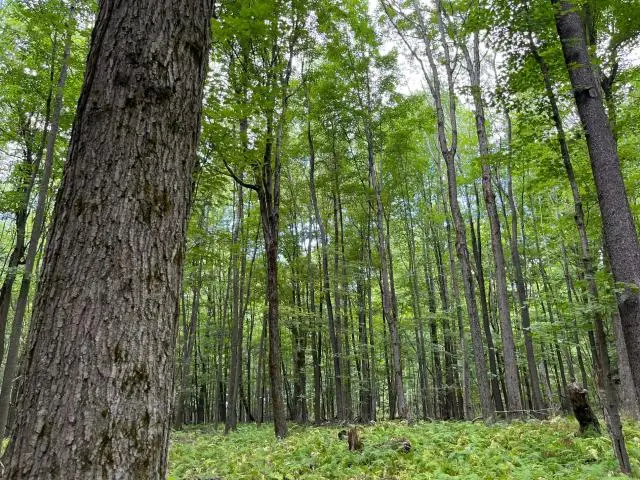 TBD Jones Hill Road, Sugar Grove, PA 16350 - #2