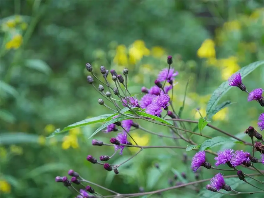 143 Gracie Lane, Mars, PA 16046 - #2