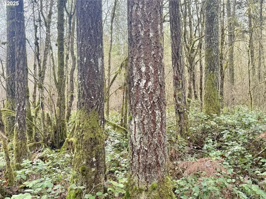 298 Boone Rd, Toledo, WA 98591 - Image #3