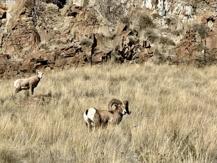 73720 Indian Creek Rd, Imnaha, OR 97842 - #2