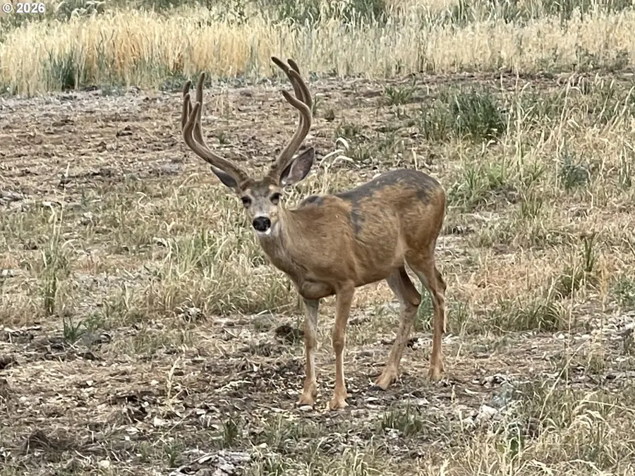 73720 Indian Creek Rd, Imnaha, OR 97842 - #3