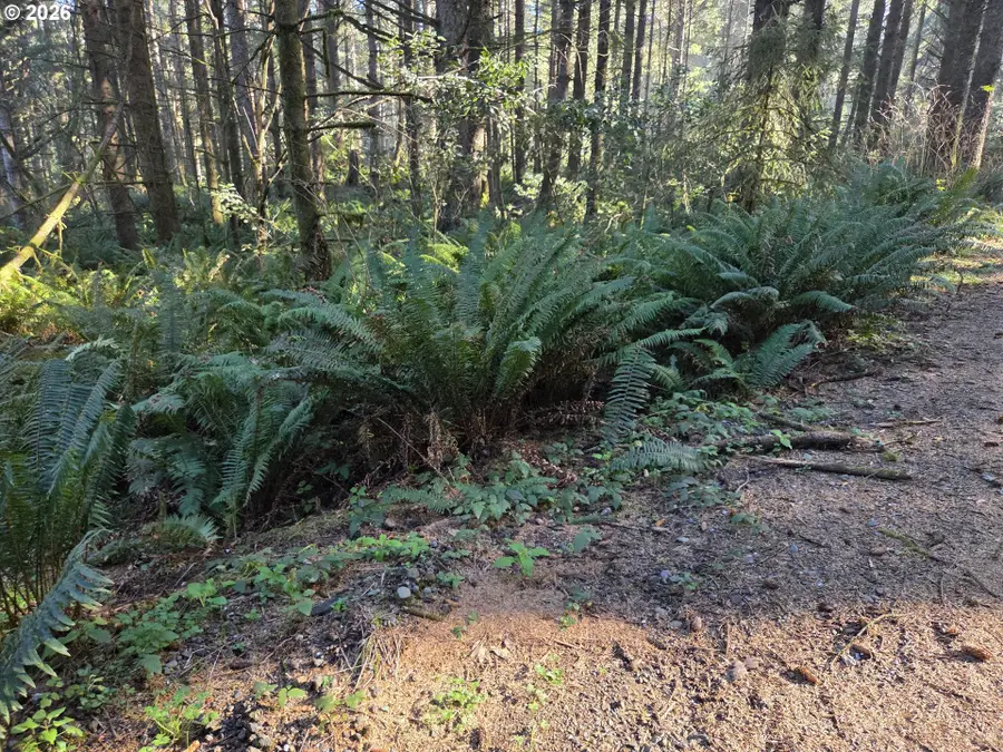 Greggs Creek Rd #300, Goldbeach, OR 97444 - Image #3
