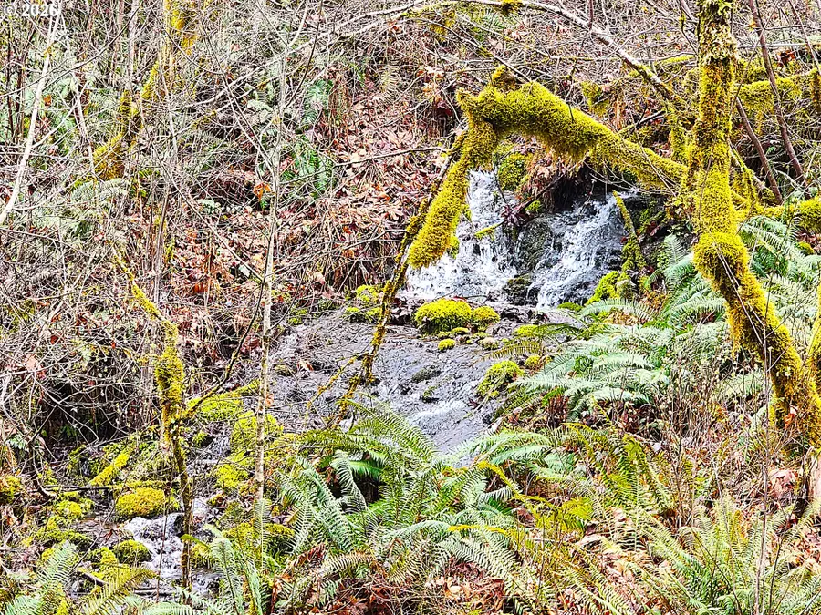 E King Rd, McKenzie River, OR 97413 - #2