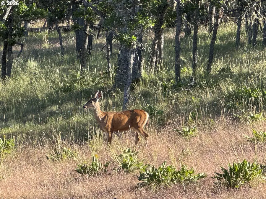 Piney Woods, Goldendale, WA 98620 - #2