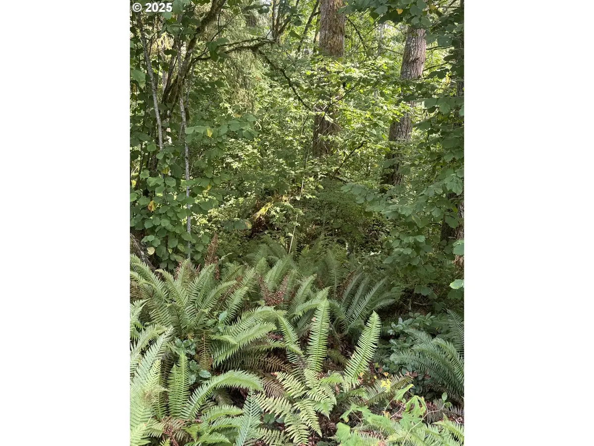 339th St, Lacenter, WA 98629 - Image #1