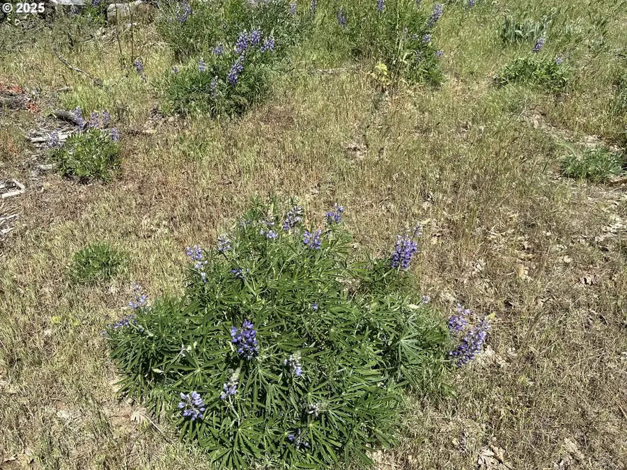 D Pine #1, Goldendale, WA 98620 - Image #2