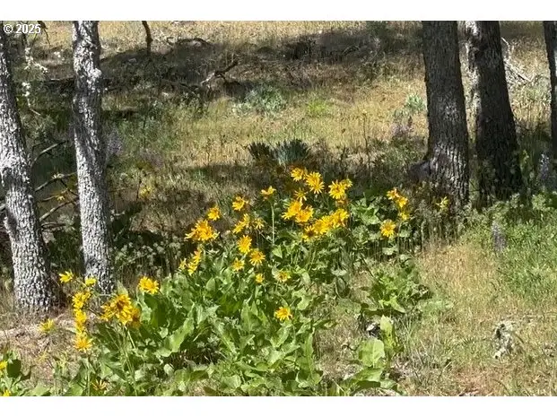 D Pine #1, Goldendale, WA 98620 - Image #3