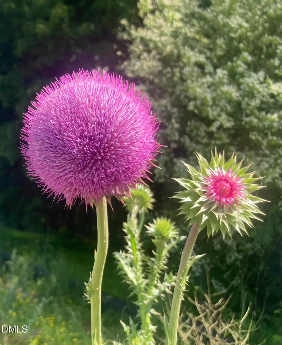 6202 Montgomery Estates Road, Hillsborough, NC 27278 - Image #2