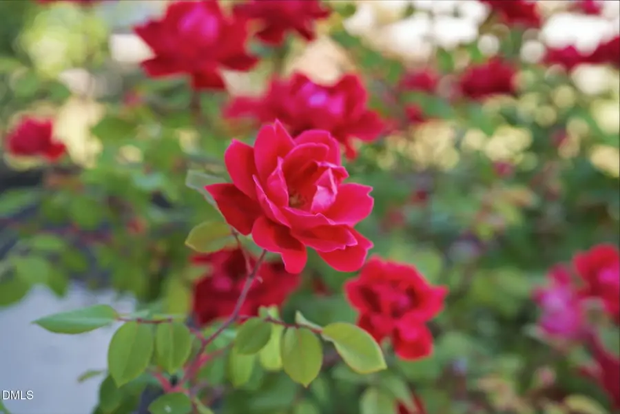 3642 Star Gazing Lane, Durham, NC 27703 - #3