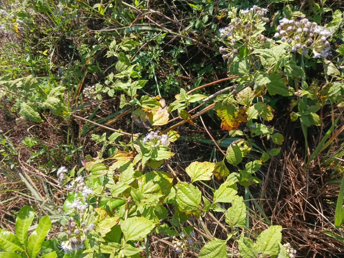 0 NE 64 Avenue Ne, Naples, FL 34120 - #1