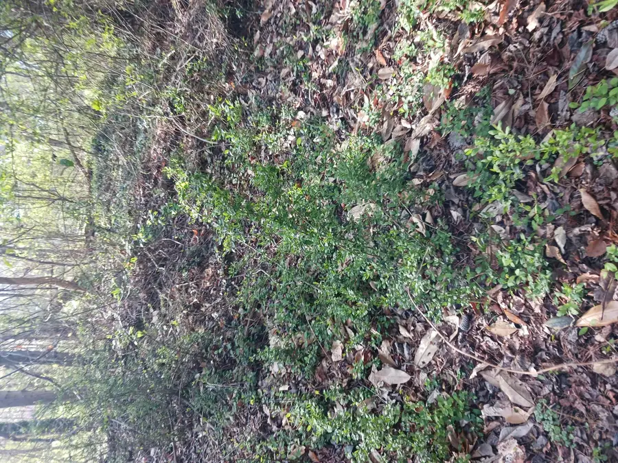 000 158 Lane, Dunnellon, FL 32024 - #3