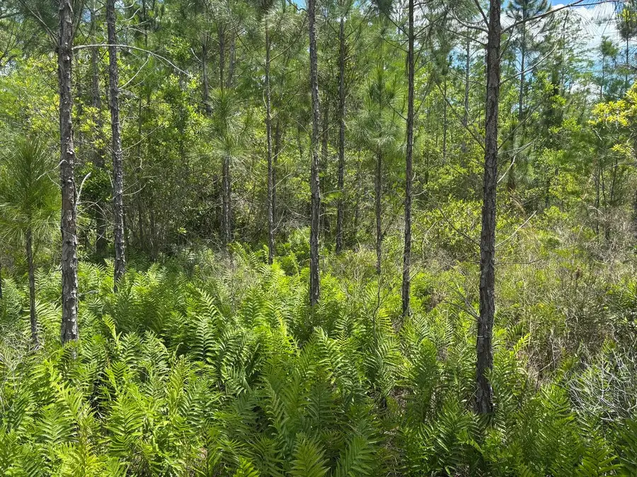 0 Holopaw Groves Road, Saint Cloud, FL 34772 - #2