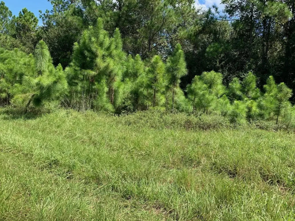 0 Old Grade Road, Polk City, FL 33868 - Image #1