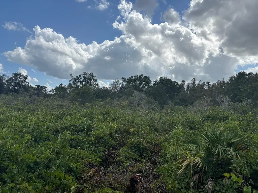 0 County Rd 54, Kathleen, FL 33849 - Image #1