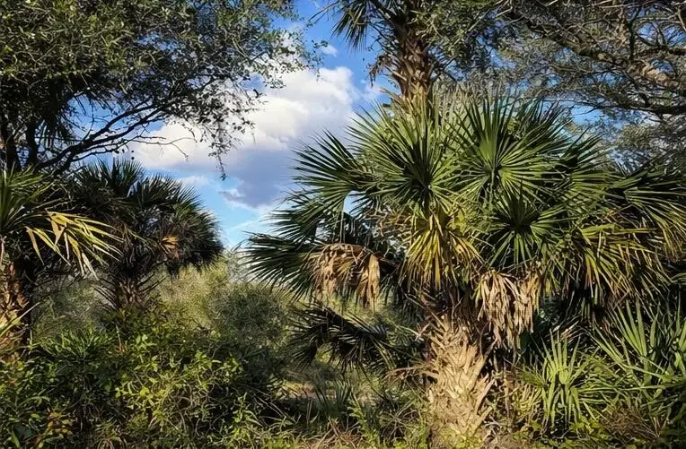 0 NW 294th, Okeechobee, FL 34974 - #2