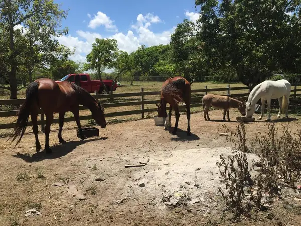 16201 SW 170 Avenue, Miami, FL 33187