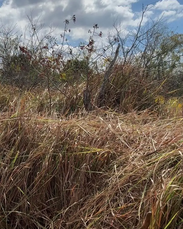 1558 Burney Street Sw, Palm Bay, FL 32908 - #1