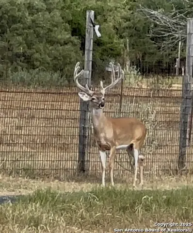 10745 Rosemar Ln, Adkins, TX 78101 - #1