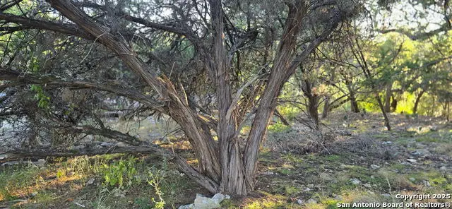 203 Palm, Spring Branch, TX 78070 - #2