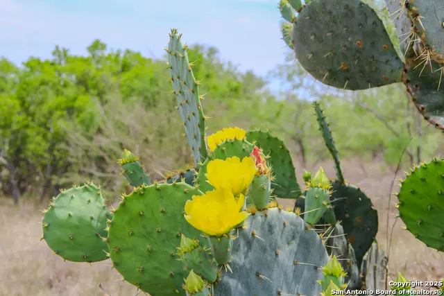 TBD Cr 341, Hondo, TX 78861 - Image #2