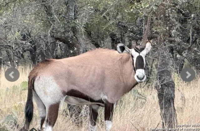 14410 Us Highway 190, Fort McKavett, TX 76841 - Image #3